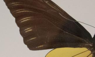 Picture of a small beige moth and a large black and yellow moth