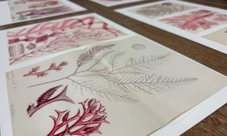 Sheets of paper featuring red illustrations of different seaweeds.