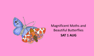 Illustrations of a blue butterfly and red-spotted moth are on a pink background. The image also incudes the text 'Magnificent moths and beautiful butterflies Sat 1 Aug'.