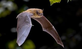 A bat is flying through the night with blurred leaves in the background.