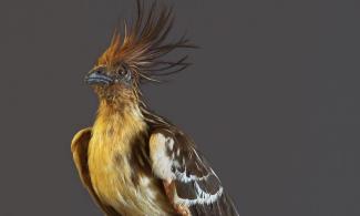alt="a bird with an orange mohawk crest, blue face and yellow chest sits on a wooden perch, the background is black"