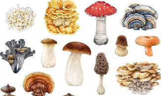 Colourful illustrations of different types of fungi against a white background.