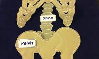 A cloth model of a skeleton with labels for ribs, spine, pelvis, collar bone and shoulder blade