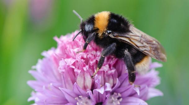 A bee on a purple flower