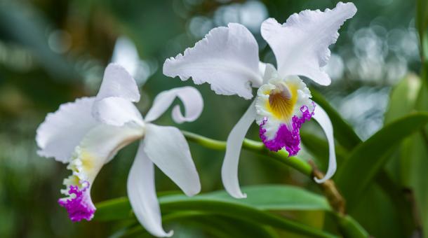 Cattleya trianae