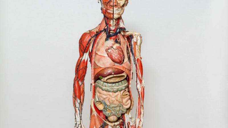 Papier-mâché anatomical model of a human, c. 1890 
