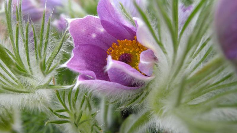 Purple flower - Pulsatilla Vulgaris