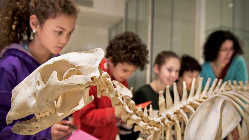 A school trip at the museum looking at objects