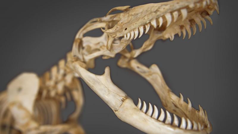 KOMODO DRAGON skeleton