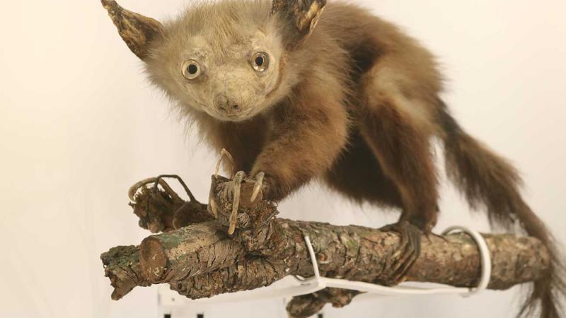 Stuffed Aye-aye, which is a type of lemur