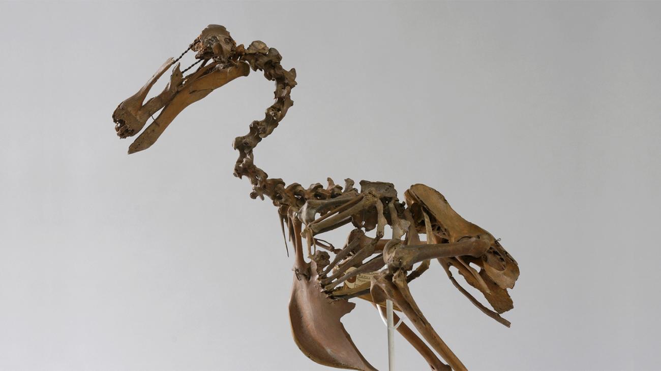 Dodo skeleton