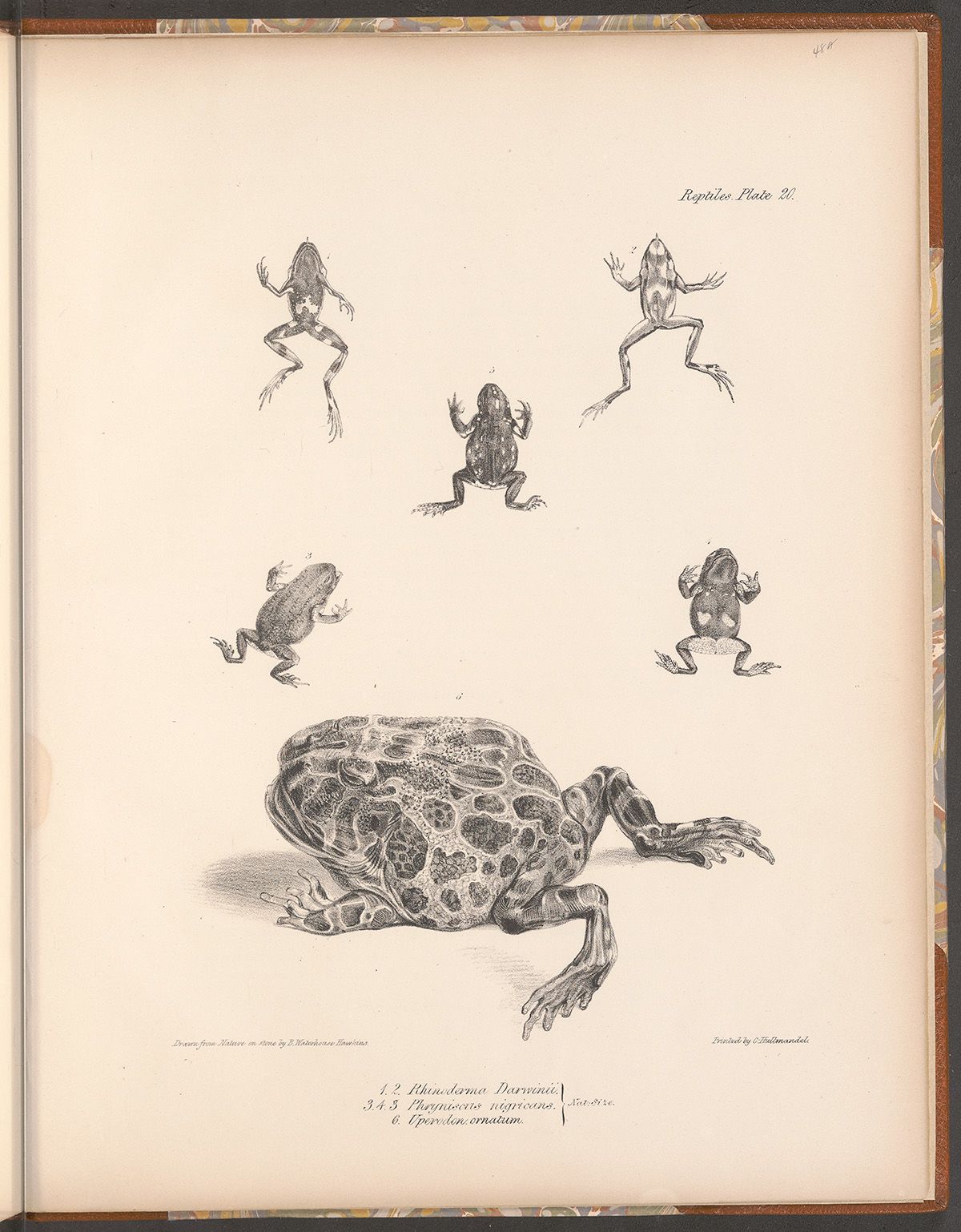 A page from a book, illustrating one large and five small toads. Script at the bottom and top corner is written in Latin.