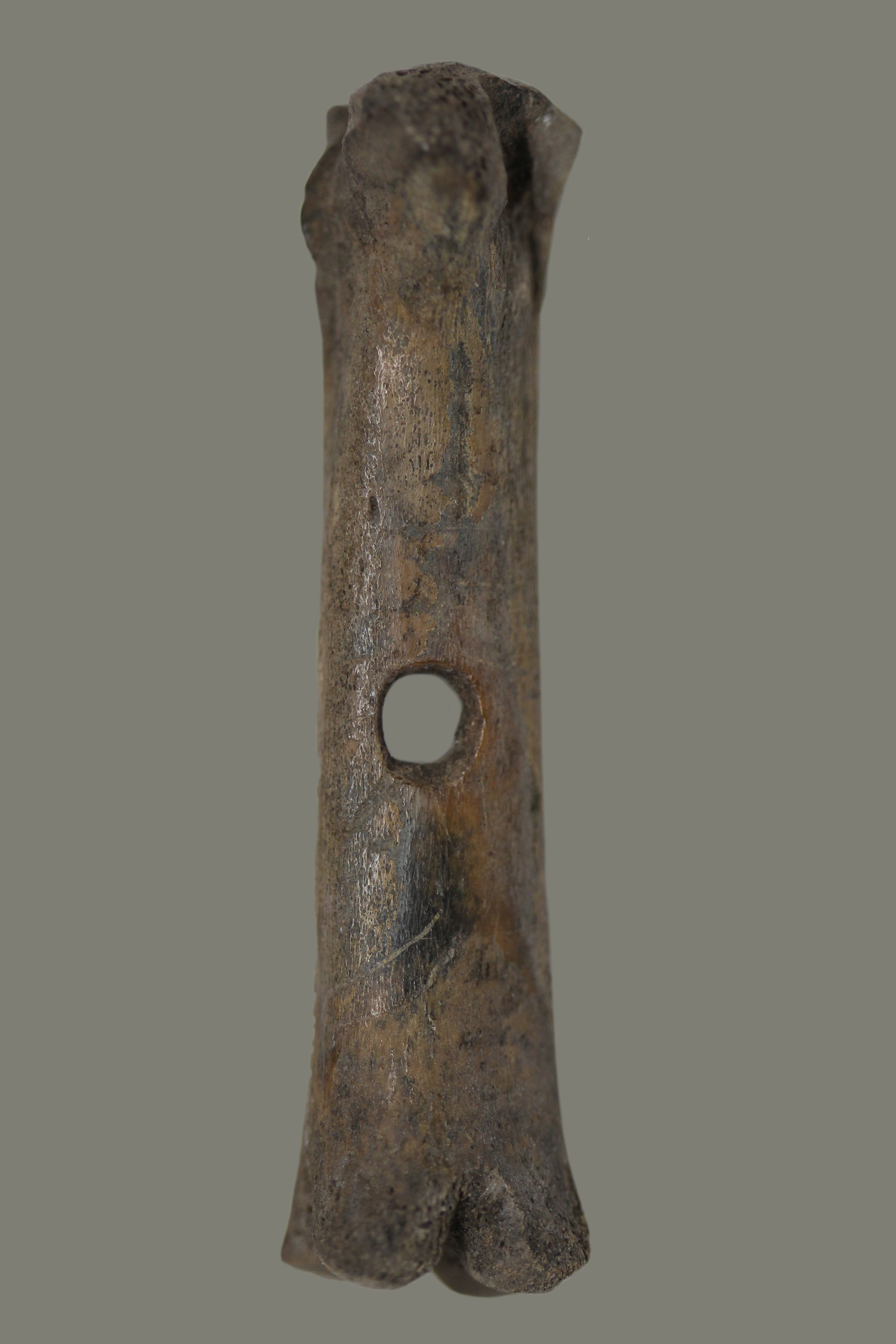 A dark coloured foot bone, long and slightly chunky, with a circular hole in the middle.