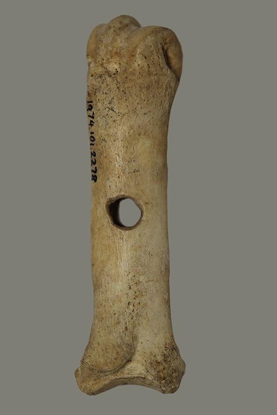 Pig's bone, straight and mid-length, lighter in colour. A small written number is visible on the top left corner. It has a mid-sized hole directly in the middle.