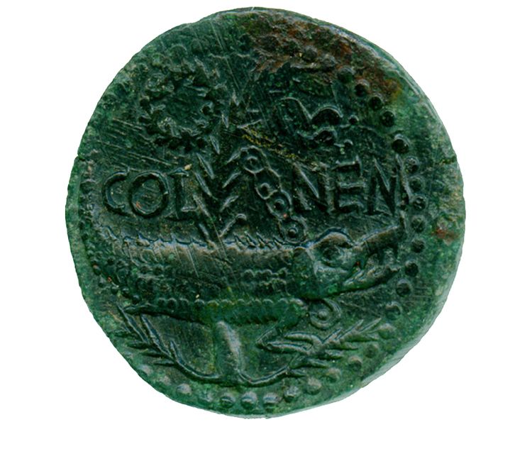 A roman coin with a crocodile in front of a palm leaf and the letters C O L N E N