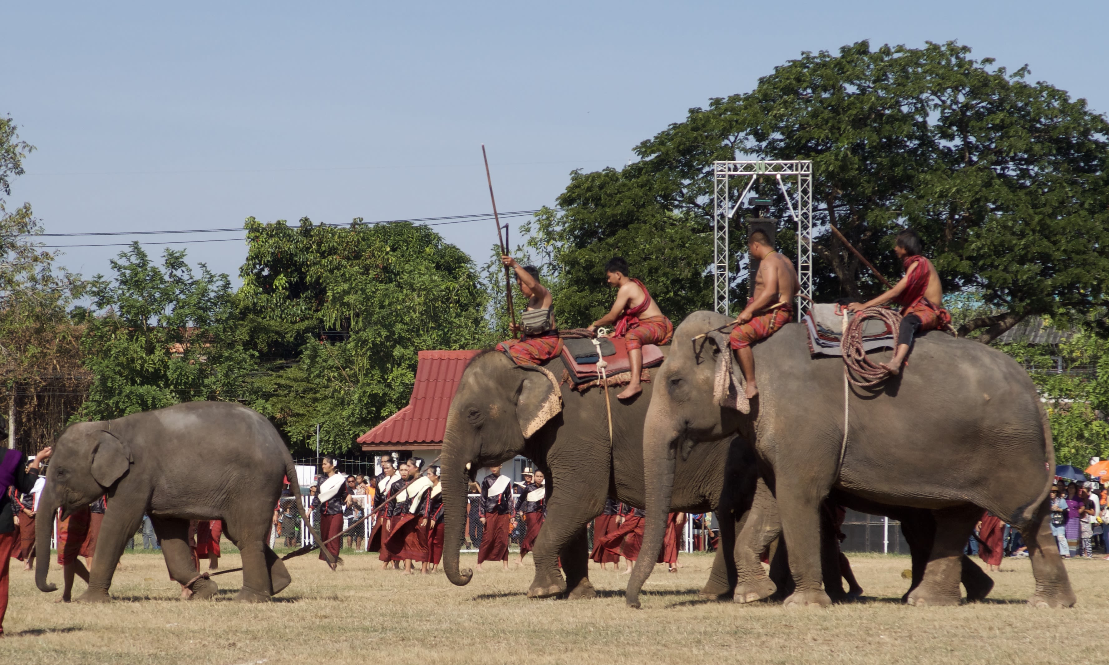 Two adult elephants are on the right of the image, each elephant has two men sitting astride - one on the neck and one further down the back. The men are topless and wear red trousers. Each man has a Pakam rope. On the left is a baby elephant whose foot has been lassoed by one of the men.