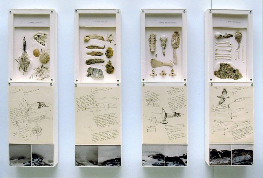 Four tall cases contain a mixture of materials including sketches of birds and animals, photographs of landscapes, and presentations of found objects including bones and wood.