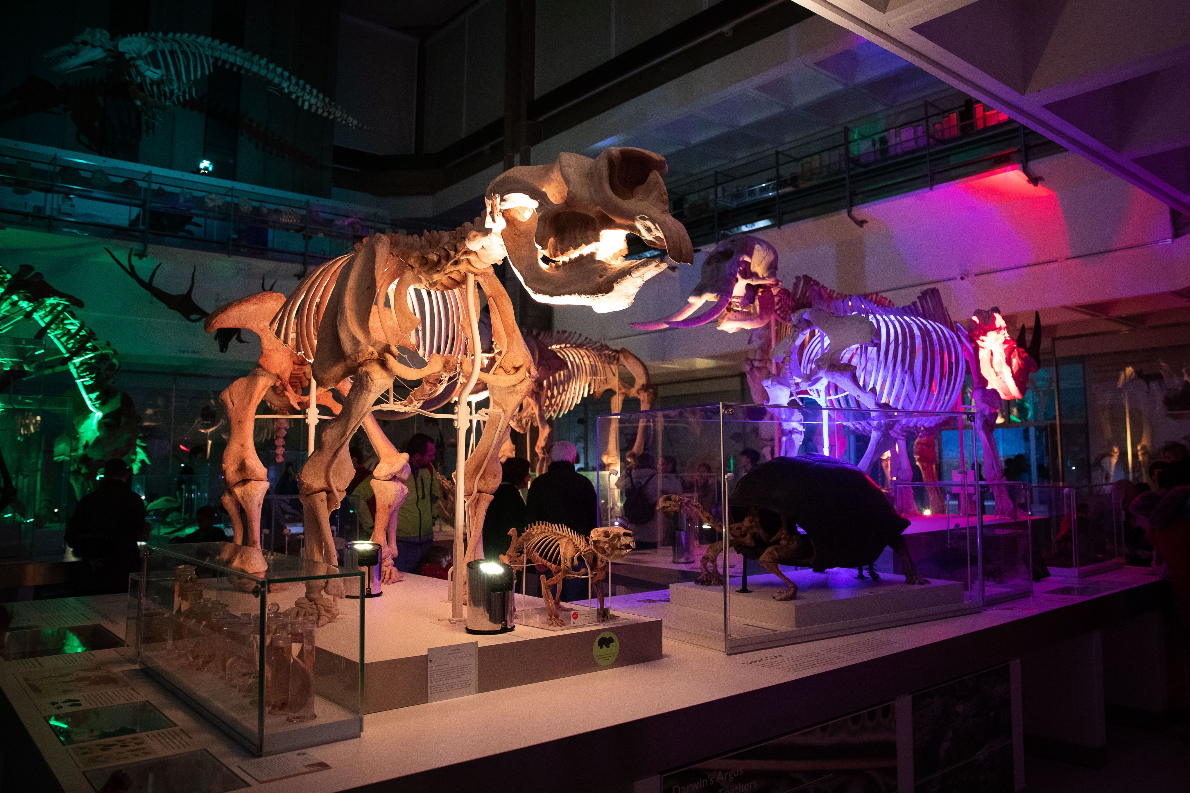 The darkened gallery of the Museum of Zoology with skeletons illuminated in different coloured lights.