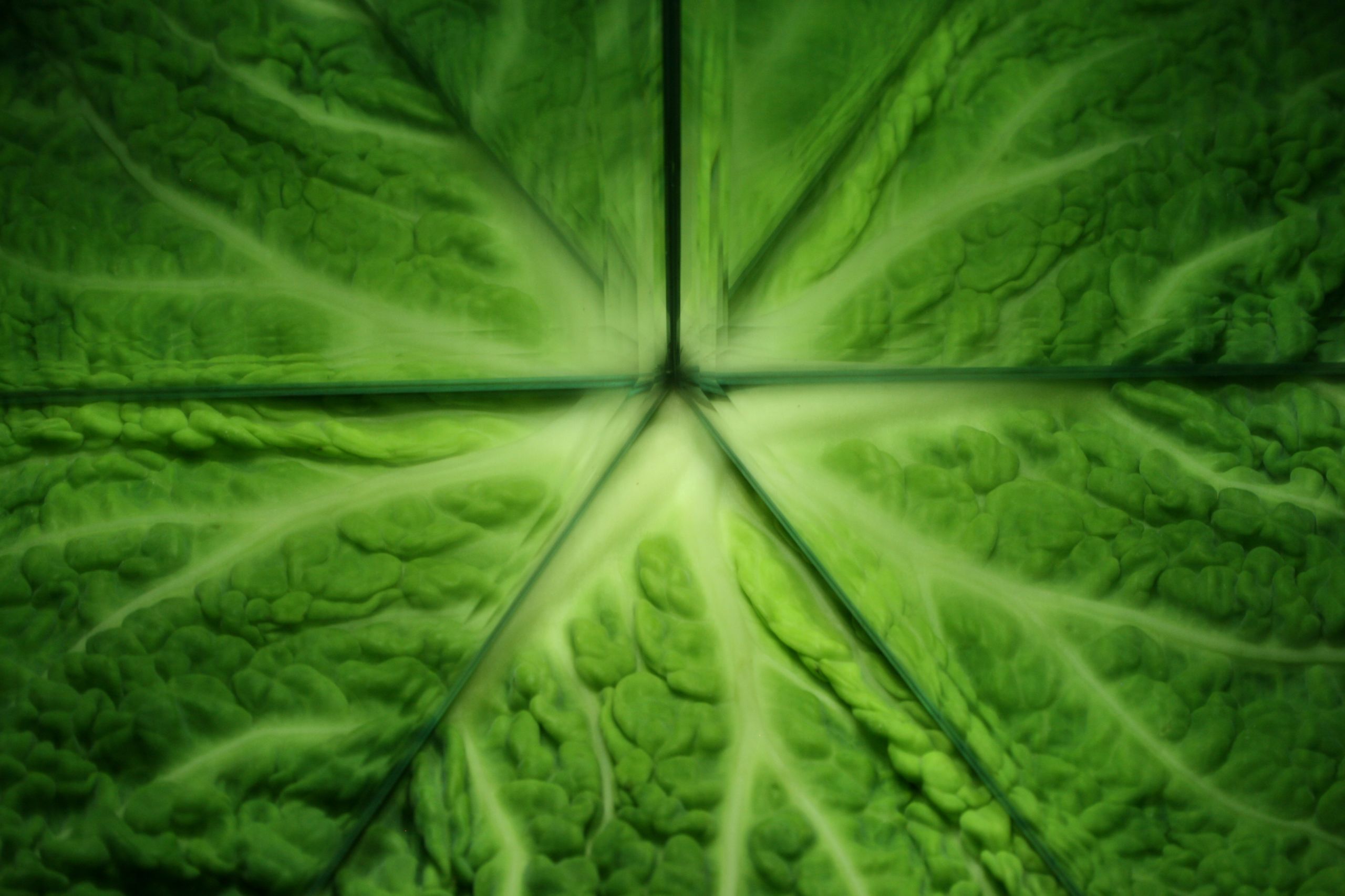close up of green leaves 