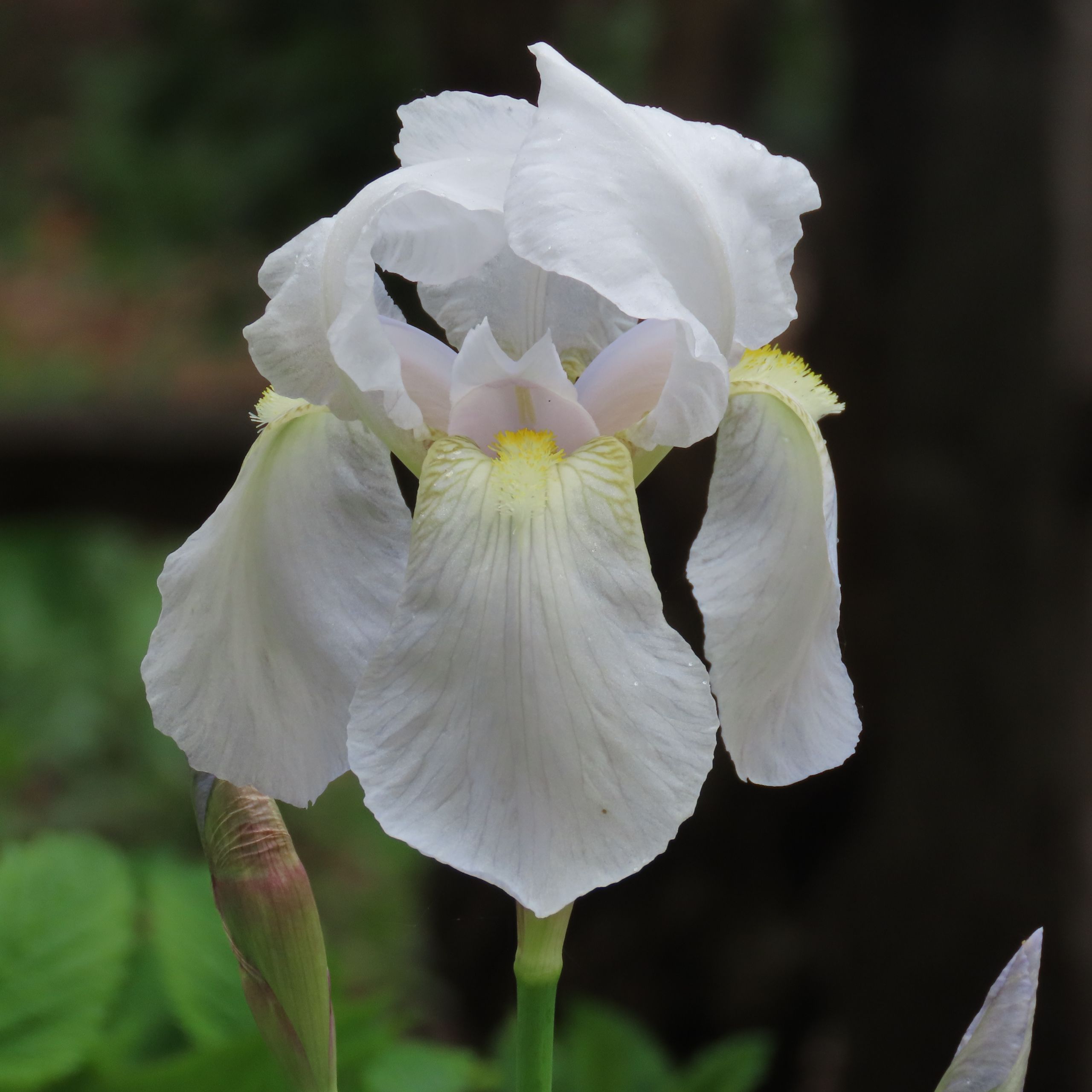 white iris 