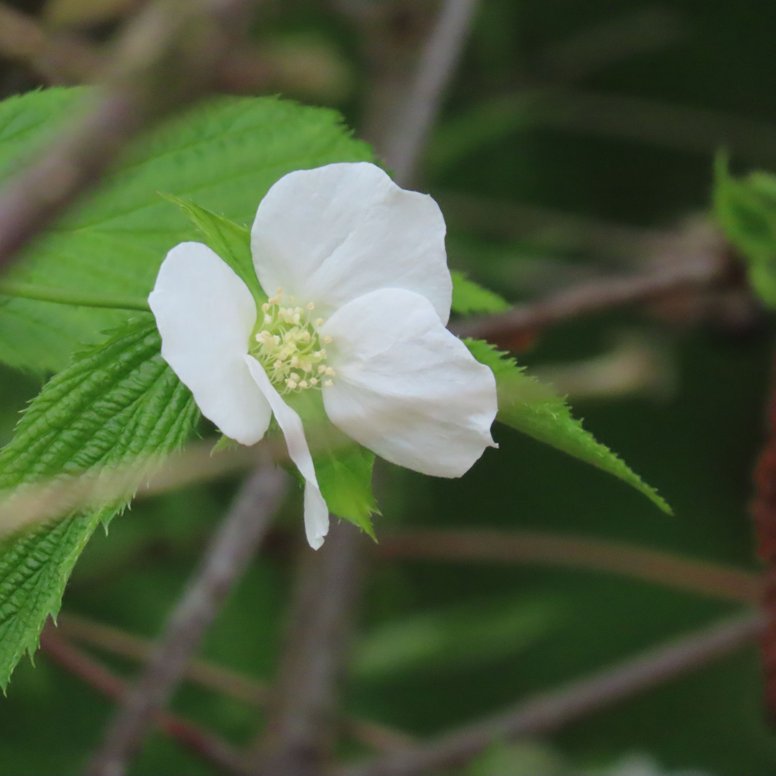small white flower