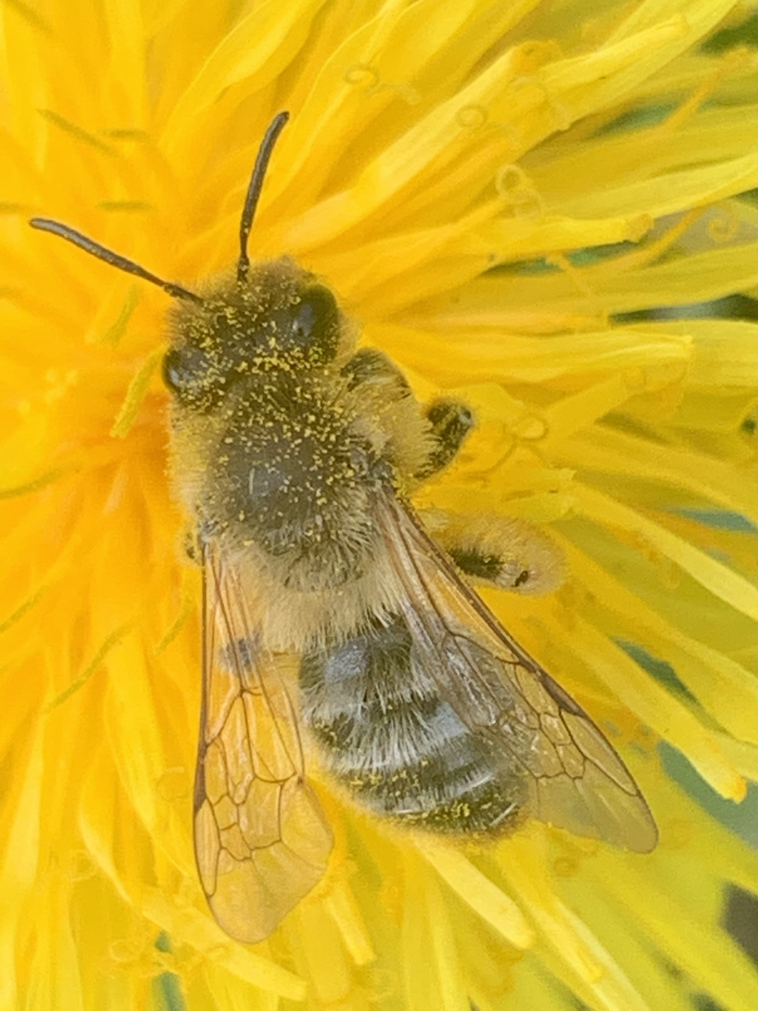 a bee on a yellow flower