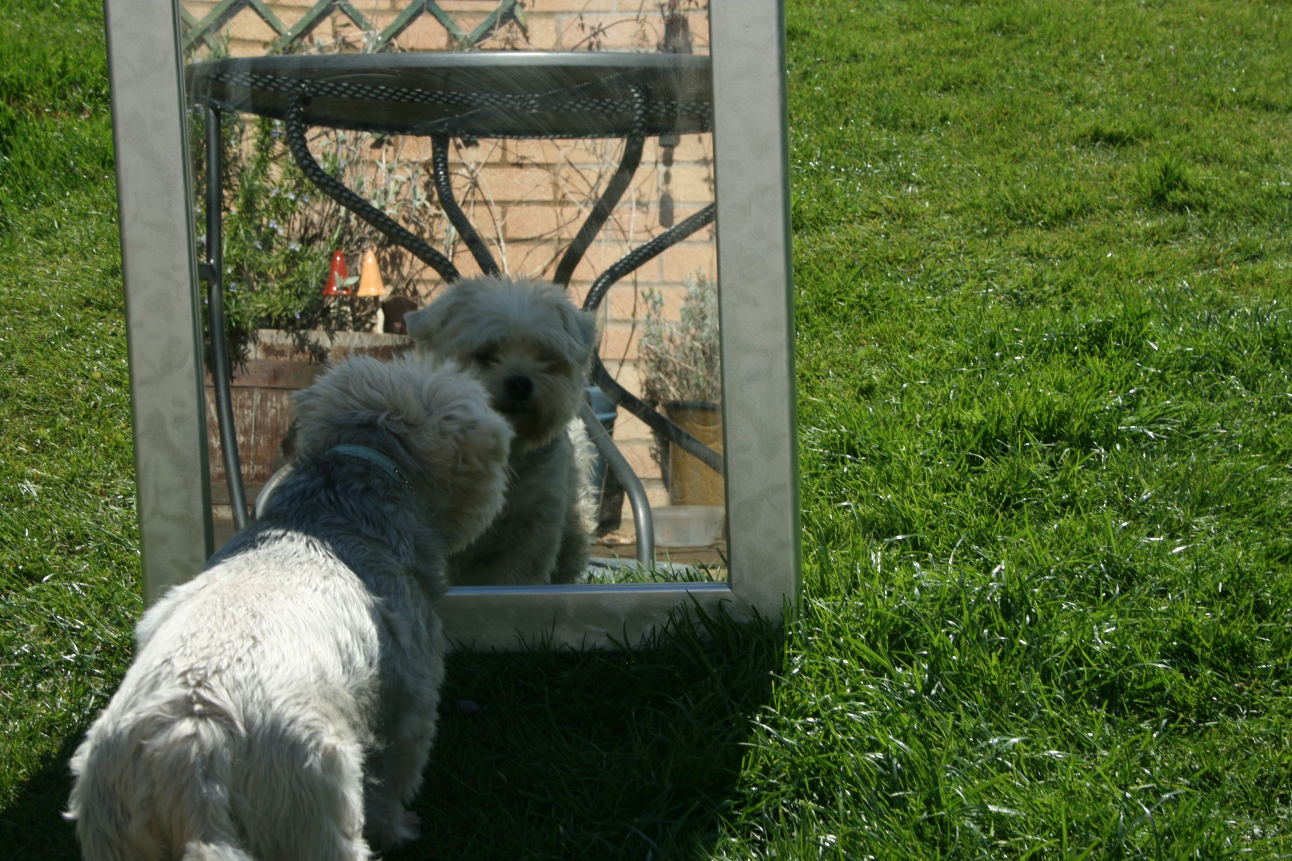 small white dog looking at itself in the mirror
