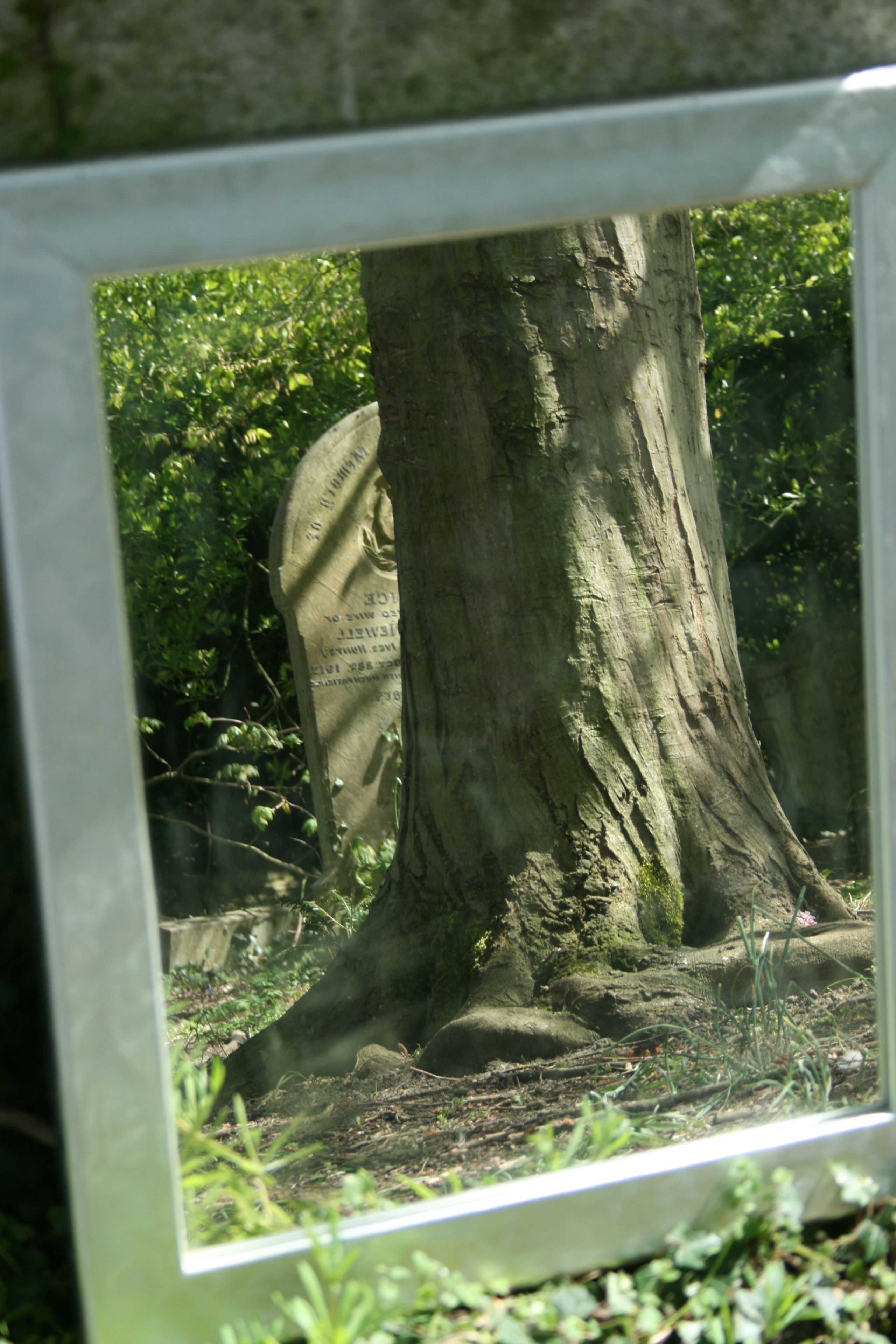 tree and tombstone in a mirror