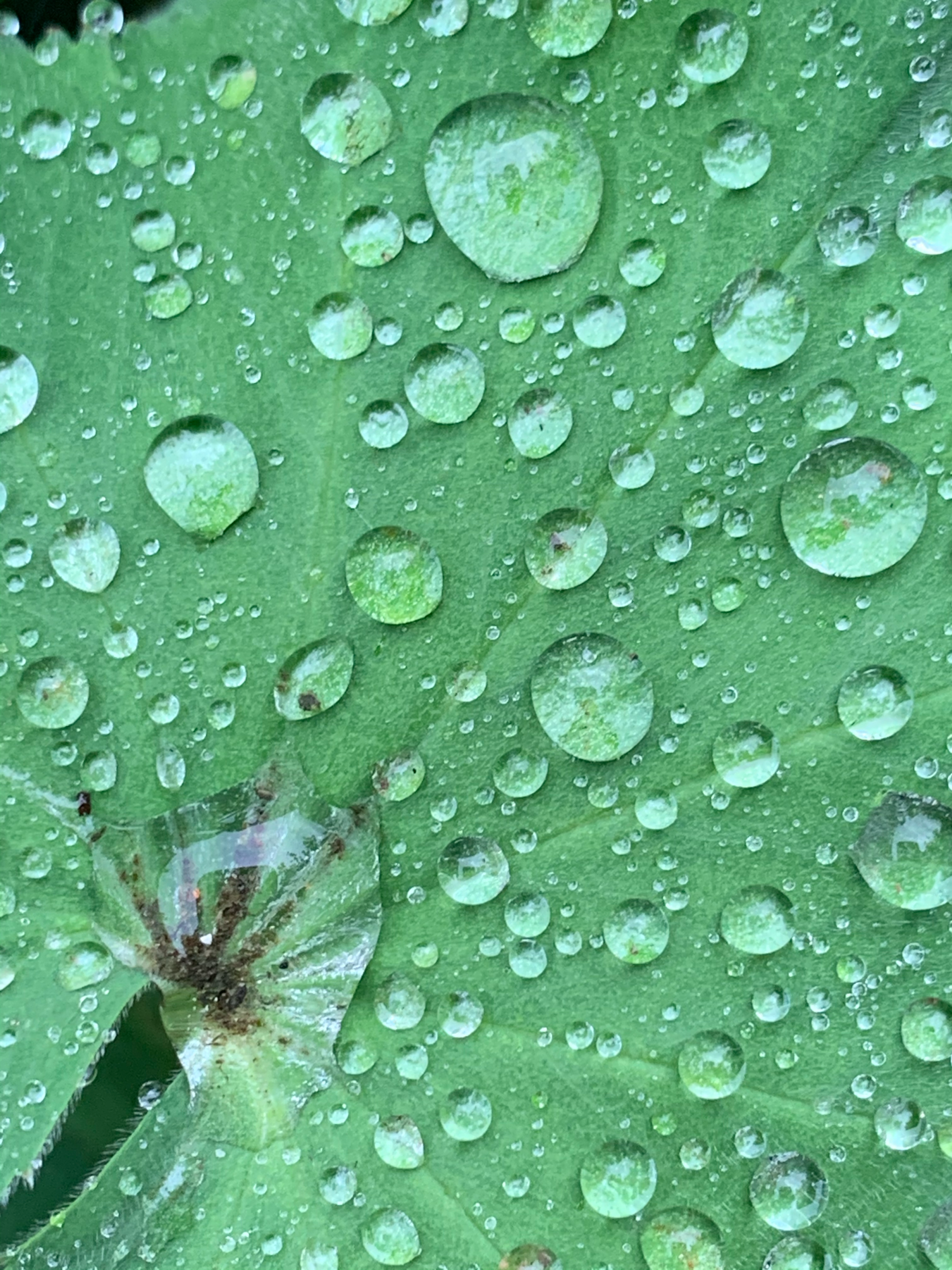 water droplets on a green leaf