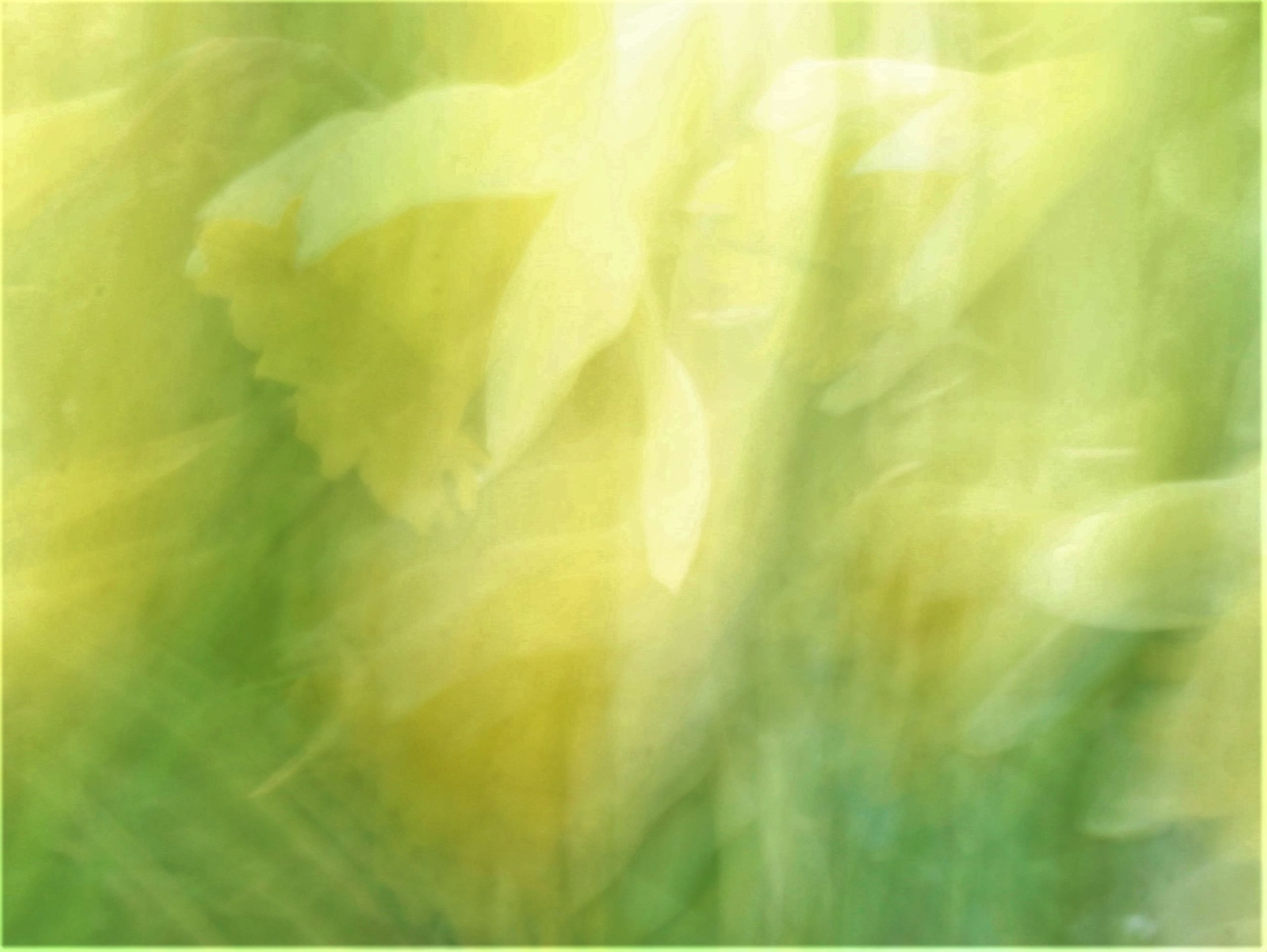 abstract capture of flowers