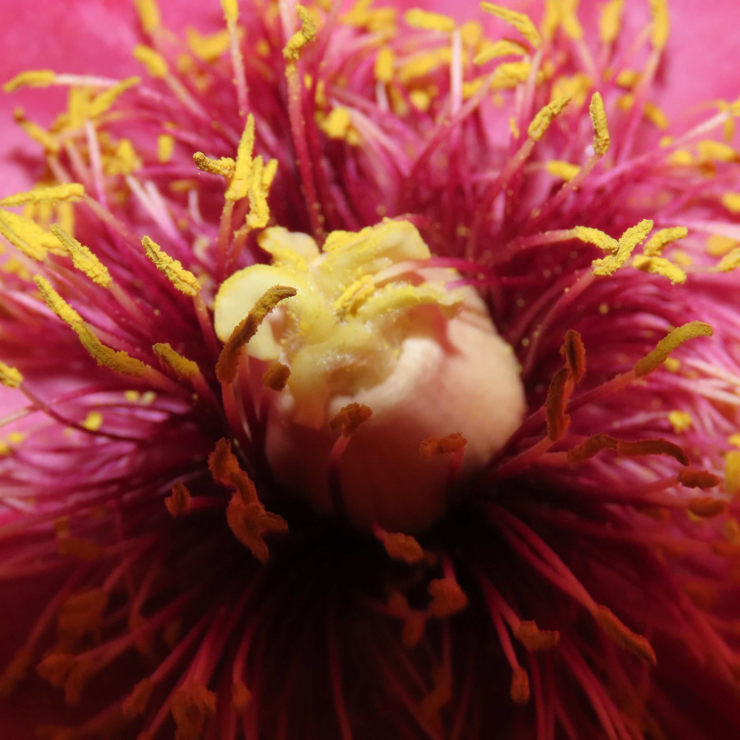 peony flower, close up of inside, pistil and stamens
