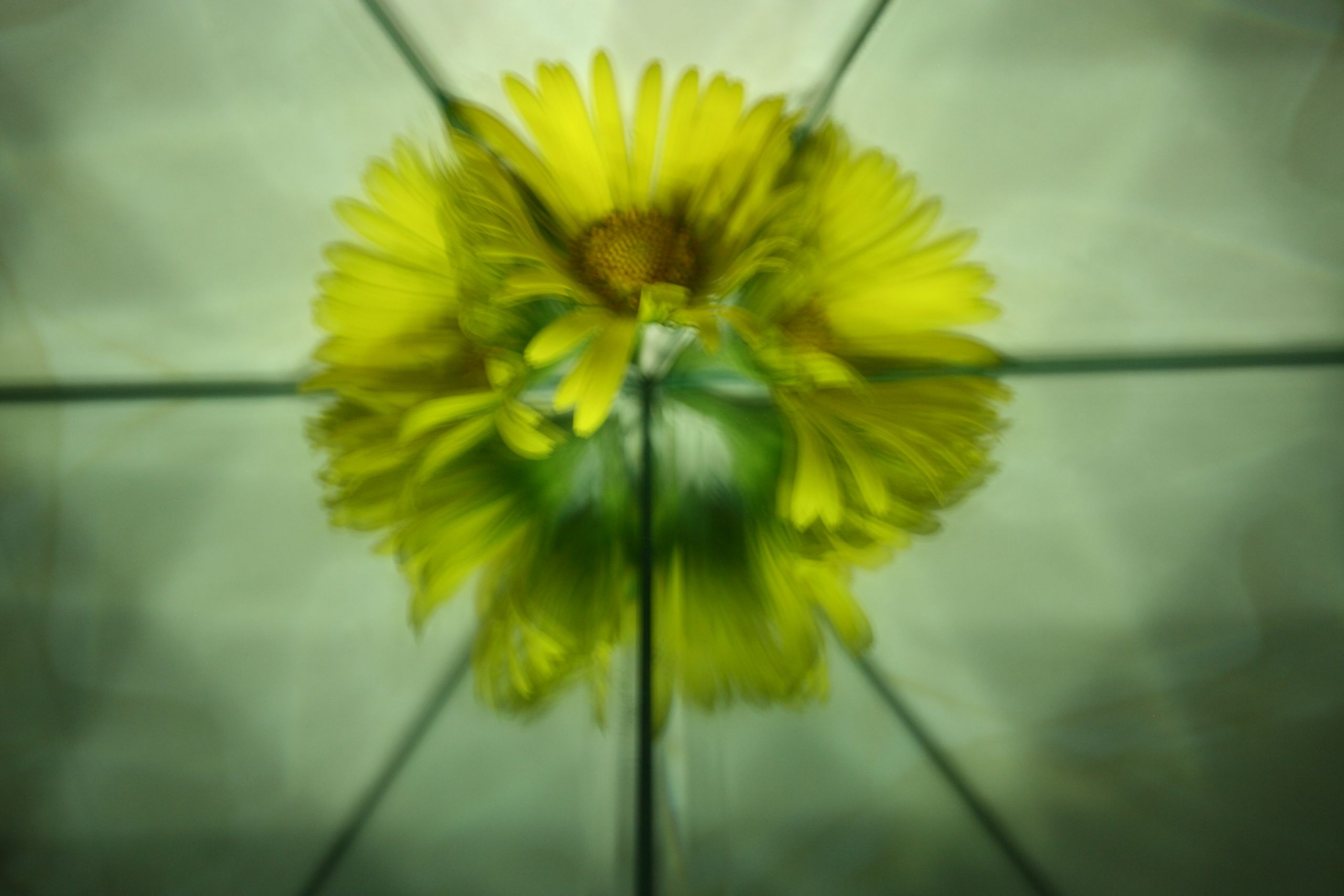 a flower reflecting in a mirror