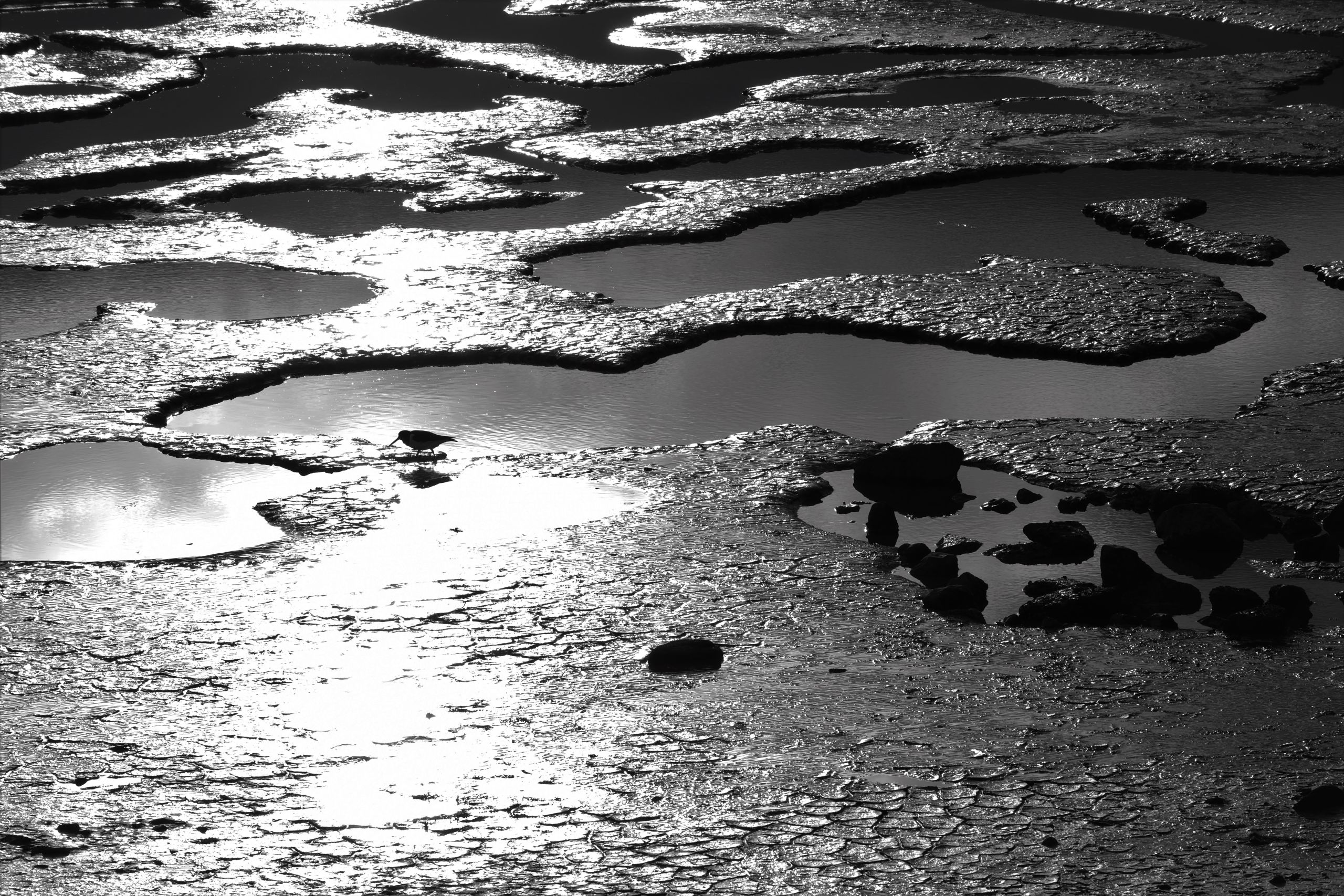 puddles on the beach, greyscale