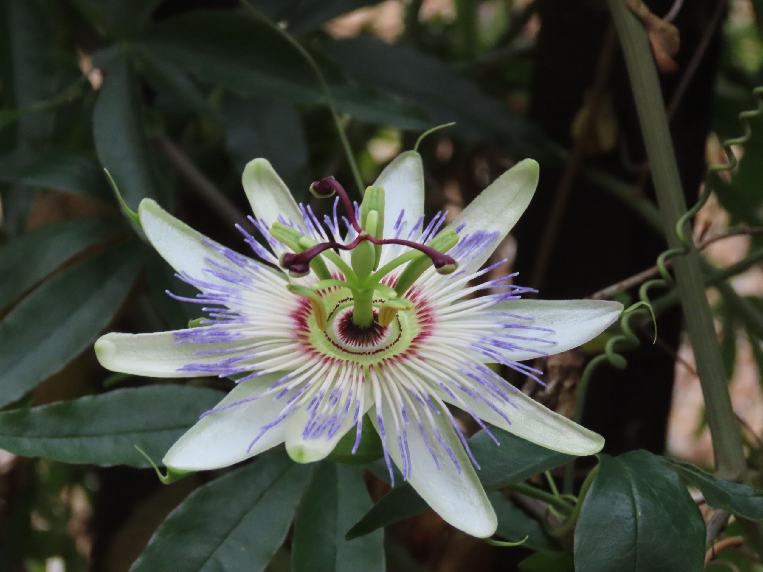 Passiflora, known also as passion flower 
