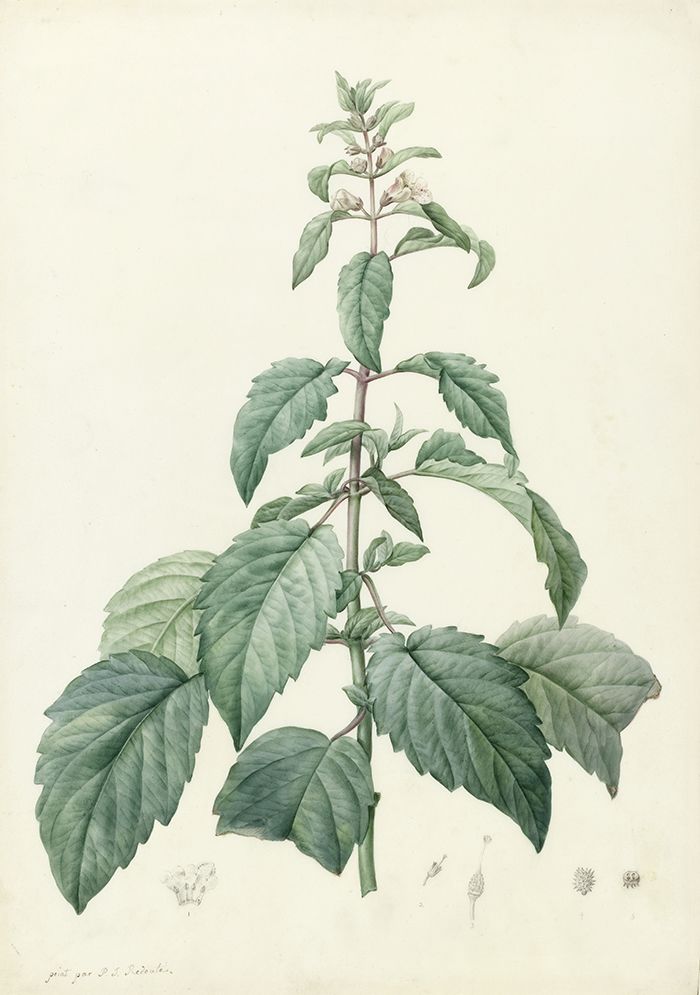Botanical watercolour of josephina imperatricis, set against a pale cream background. The plant is a narrow pyramid in shape, with large, serrated leaves spreading out from a central stem, growing smaller toward the top. The stem is topped with a bloom of small white flowers.
